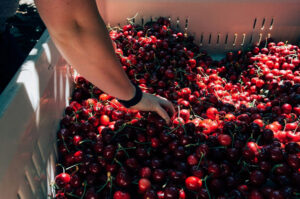 Rompe récord la Temporada de Cerezas del Noroeste 2025