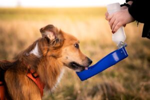 Sigue estos consejos para evitar que tu perro se deshidrate