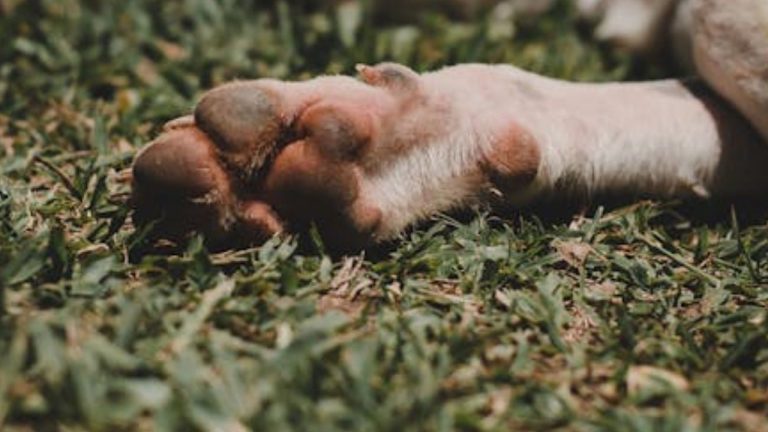 Investigan envenenamiento masivo de perritos en Talpa, Jalisco