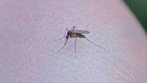 México reporta 123 mil 141 casos de dengue; 462 decesos