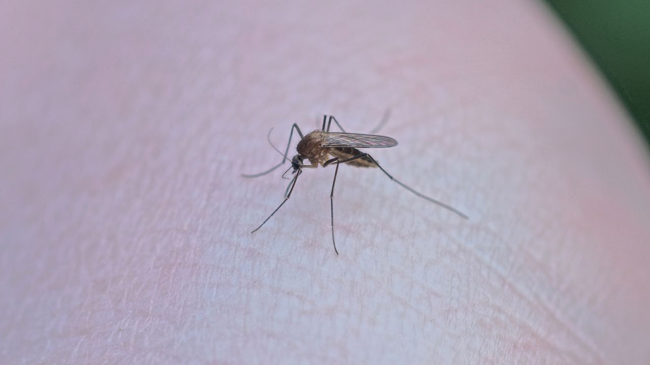 México reporta 123 mil 141 casos de dengue; 462 decesos