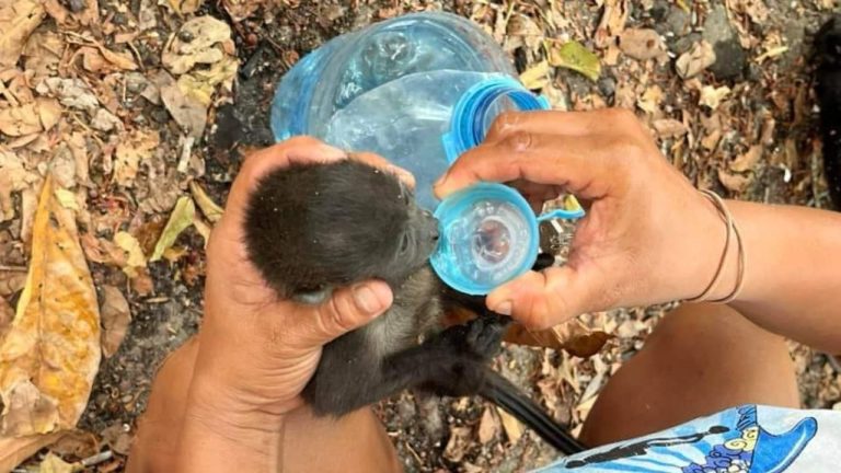 Semarnat asegura que muerte de dos monos fue por complicaciones de salud