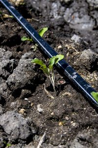 Kilimo celebra 10 años con un compromiso global: restaurar 350 millones de metros cúbicos en las cuencas hidrográficas para 2030