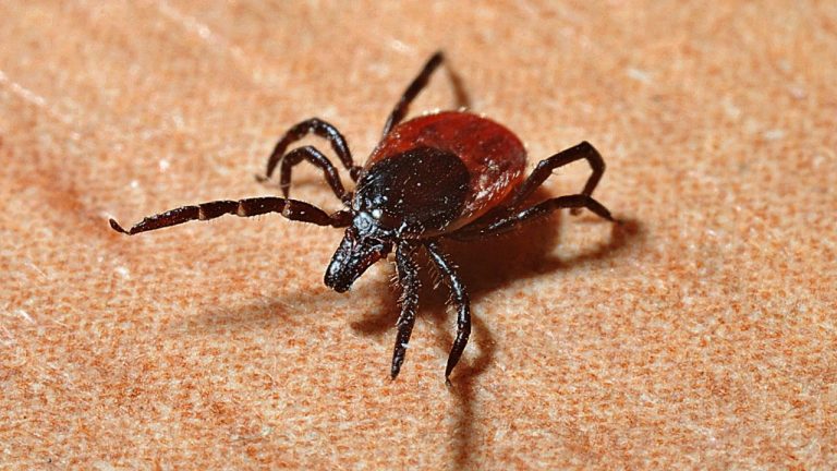 Mueren dos hermanos menores de edad tras picadura de garrapata en Escobedo, NL