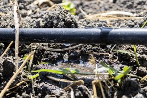 Los agricultores: protagonistas de la gestión hídrica frente al cambio climático