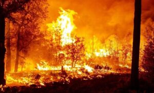 Hay 114 incendios activos en 23 estados; 38 mil hectáreas están afectadas: Protección Civil