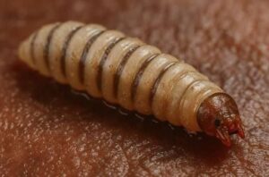 Suben casos de gusano barrenador en México, ya van 33: señales de alerta