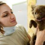 Más de 50 mil Médicos Veterinarios en México cuidan la salud animal y promueven el bienestar de las personas