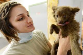 Más de 50 mil Médicos Veterinarios en México cuidan la salud animal y promueven el bienestar de las personas