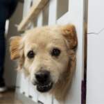 26 de agosto Día del Perro: cuidemos su salud en cada etapa de la vida