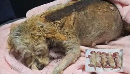 Rescatan a animalitos heridos tras explosión en Puente La Concordia; perrita embarazada lucha por sobrevivir