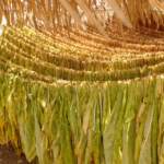 Mayor carga fiscal a tabacos provocaría desempleo y caída en producción en campos de tabaco