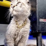 Roban a “Zafiro”, el querido gatito microbusero de Puebla; piden ayuda para encontrarlo