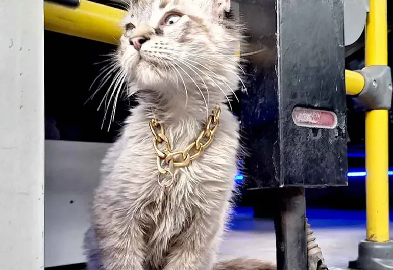 Roban a “Zafiro”, el querido gatito microbusero de Puebla; piden ayuda para encontrarlo