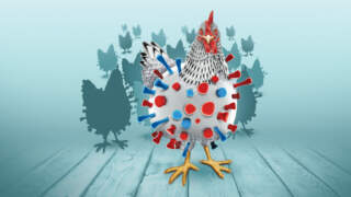 Gripe aviar H5 podría causar una pandemia peor que el Covid-19, advierten