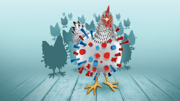 Gripe aviar H5 podría causar una pandemia peor que el Covid-19, advierten