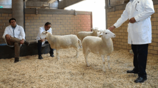 México presenta su primer borrego clonado: el inicio de la zoogenética del futuro