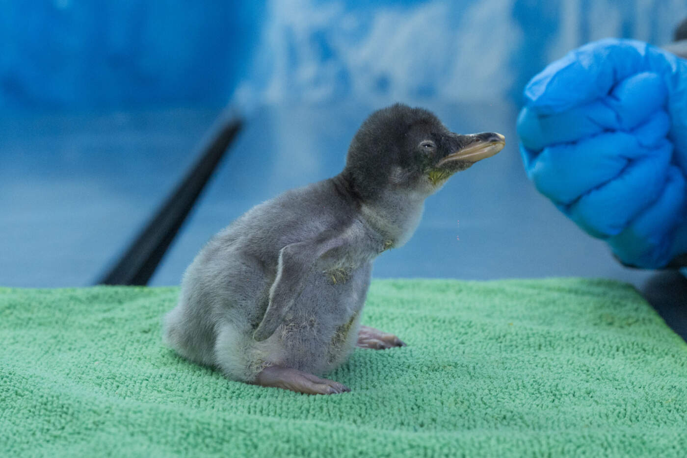 “Del Hielo a la Capital: Cuatro Pingüinos Gentoo Hacen Historia en México