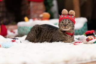 Petco llama a priorizar la responsabilidad antes de regalar una mascota en Navidad o Día de Reyes