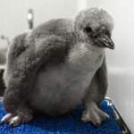 El primer pingüino barbijo de Latinoamérica ya tiene nombre: Leo