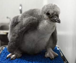 El primer pingüino barbijo de Latinoamérica ya tiene nombre: Leo